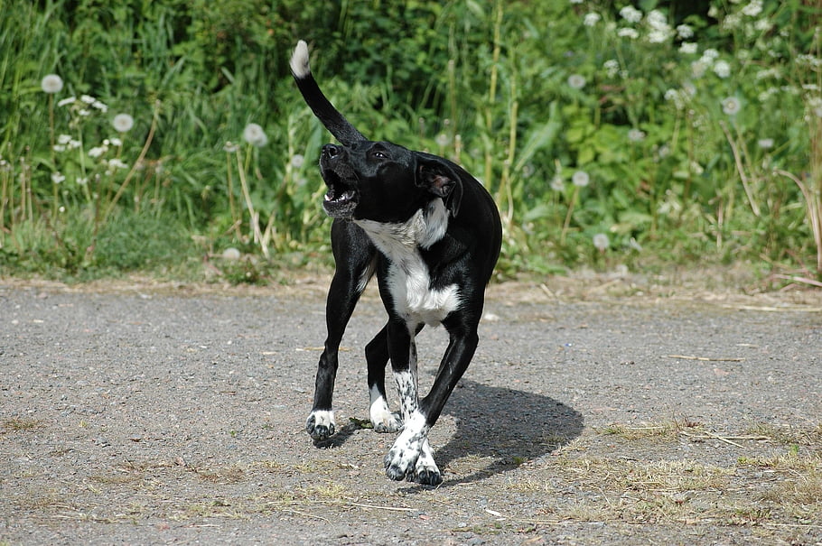 dog, barking, animal