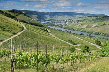 Německo, vinice, řeka, Příroda, Moselle, krajina