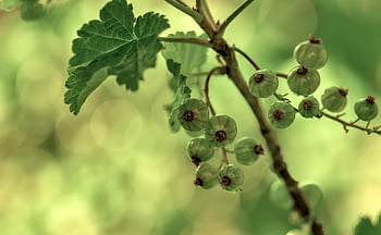 currants, berries, fruits, unripe Fruits, unripe Berries, shrub, nature, flora, garden