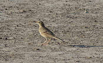 bird, tawny Pipit, anthus Campestris, passerine, fauna, wildlife, rajasthan, nature, india
