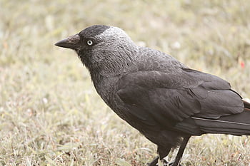 küçük karga, kuş, kuzgun kuş, corvus monedula, siyah, gaga, yaban hayatı, tüyler, corvids, yaramaz, yem arama