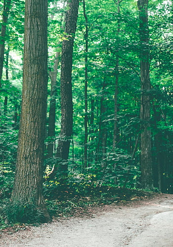 leśna droga, Nieuczona ścieżka, spokojny las, bujne zielone liście, spokojna scena, meandrująca ścieżka, naturalna sceneria, ustawienie na zewnątrz, zielone drzewa, leśny szlak, spokojne środowisko