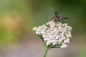 hoverfly, fly, flower, insect, yarrow, wings, petals, bloom, plant, macro, nature