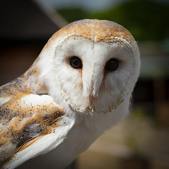 Sova pálená, Bílá a hnědá sova, detailní sova, složité peří, pronikavý pohled, sova portrét, sova tvář, Detaily sovy, sova oči, Owl Wildlife, sova příroda