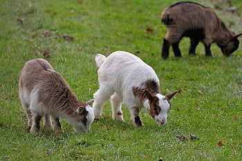 get, inhemska getter, unga djur, horn, bete, arter, fauna, vilda djur och växter, äng, natur, däggdjur
