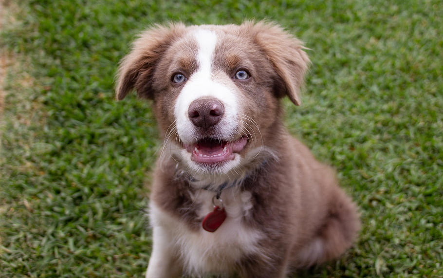 Hund, Collie, Hündchen, Welpe, Lächeln, pelzig, Gras, brauner Hund, Border Collie, Haushund, Haustier