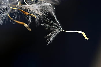 løvetannfrø, grunt fokus, makrofotografering, hvit løvetann, mørk bakgrunn, delikat skjønnhet, Flytende frø, nærbilde, naturfotografering, blomsterbilde, frø detalj