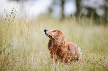 dachshund, dog, pet, animal, domestic, nature, canine, mammal, wheat, portrait, field