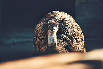 ostrich, turkey, nature, bird, poultry, animal, birds, plumage, turkeys, free-range, feather