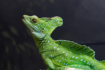 sárkánygyík, gyík, állat, hüllő, vadvilág, egzotikus, állatkert, terrárium, dzsungel, vadon, természet