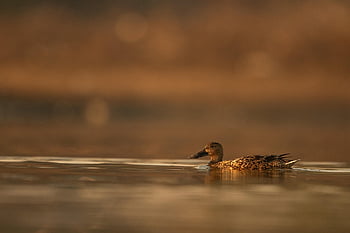shoveler Duck, bird, wetlands, swamp, wader, winter, swim, water, wildlife, nature, travel