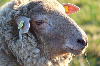 sheep, farm Animal, pasture, animal, sheep Wool, mammal, nature, herbivore, herd Animal, livestock