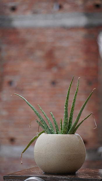 aloe Vera, plant, nature, indoor, pot, aloe, succulent, mini Plant, aloe Vera Plant, flower, cactus