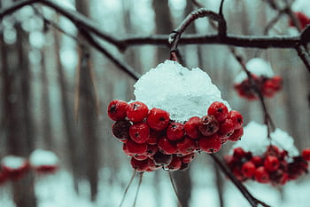 Berries On Tree, red rowan berries, snow covered berries, winter forest, close-up berries, serene winter, snowy berries, tree branch, winter berries, forest berries, snow-covered rowan