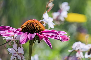 coneflower, květ, Jasný, letní, rostlina, kompozitů, echinacea, okvětní lístky, flóra, květinové tapety, růžový