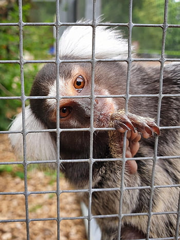 マーモセット、 動物、 ケージ、 動物園、 モンキー、 野生動物、 哺乳類、 霊長類、 自然