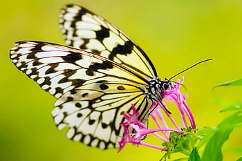 butterfly, pollinating, flower, close-up, colorful, natural setting, insect, wildlife, nature, macro photography, flora