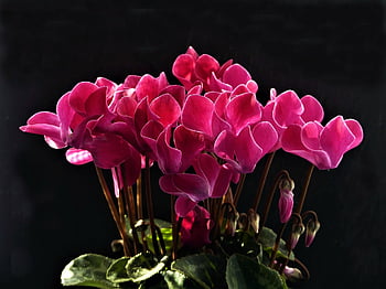 cyclamen, flowers, plant, persian Cyclamen, cyclamen Persicum, red Flowers, petals, buds, bloom, leaves, potted Plant