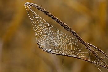 pavoučí síť, web, pavučina, rosa, dewdrop, podzim, Příroda, detailní