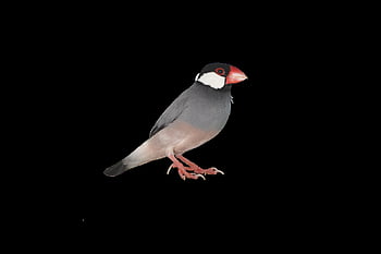 png, java sparrow, spurv, fugl, lille fugl, natur, holdt op