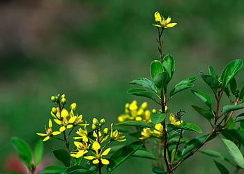 flower, bloom, blossom, beautiful Flowers, flower Background, botany, nature, plant, flower Wallpaper, flora, thryllias Golden Shower