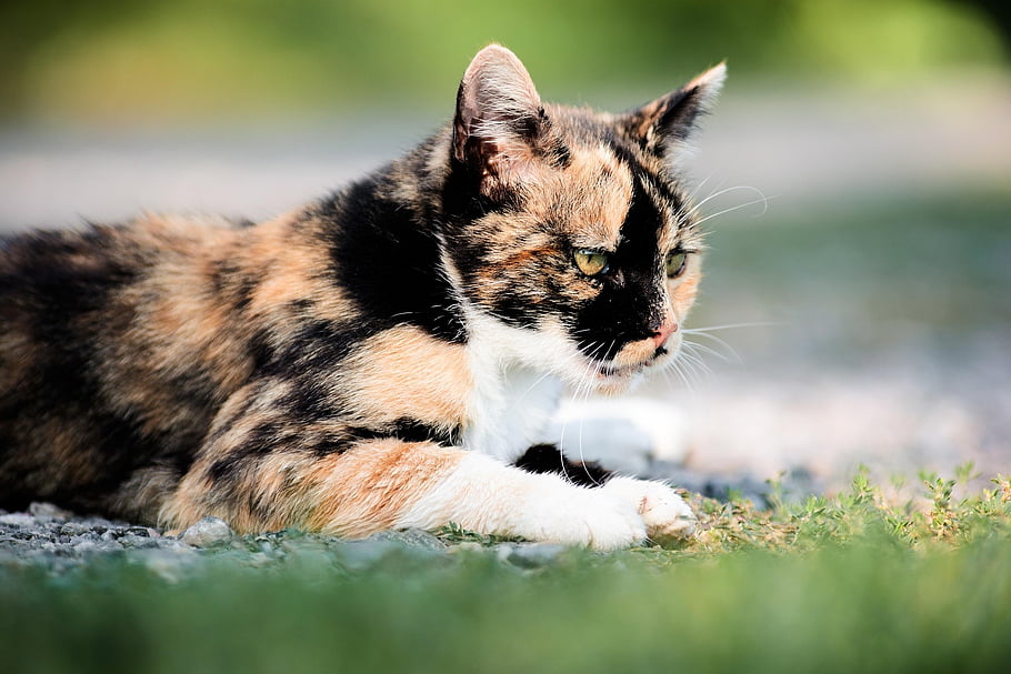 cat, animal, mammal, feline, pet, domestic, nature, portrait, face, natur, katze