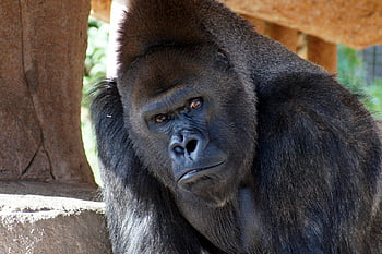 zvíře, Příroda, gorila, silverback, opice, srst, savec, impozantní, silný, zoo
