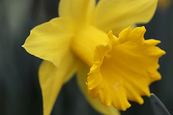 narcis, Velikonoční zvon, kalich, Příroda, květ, žlutá, jaro, jarní květiny, zahrada