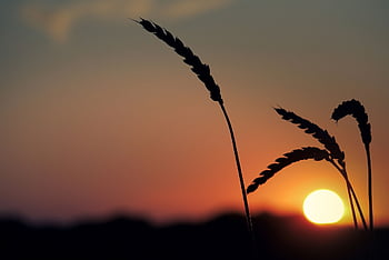 sunset, blade Of Grass, nature, grasses, meadow, backlighting, close Up, plant, stalks, silhouette, summer Meadow