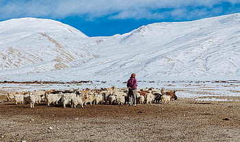 ladakh, himalaya, hory, Příroda, krajina, údolí, buddhista, poušť, Asie, sníh, jezero