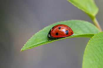pest Management, aphid Predator, beetle Morphology, biological Control, garden Insect, insect Beneficial, insect Pollinator, insect Species, ladybug Behavior, ladybug Conservation, ladybug Diet