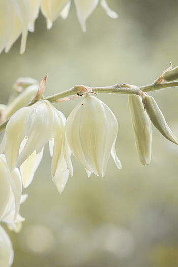 květiny, větev, květy, zahrada, Příroda, Pozadí, tapety telefonu, tapeta na zeď, letos, Schöne Blumen, karte