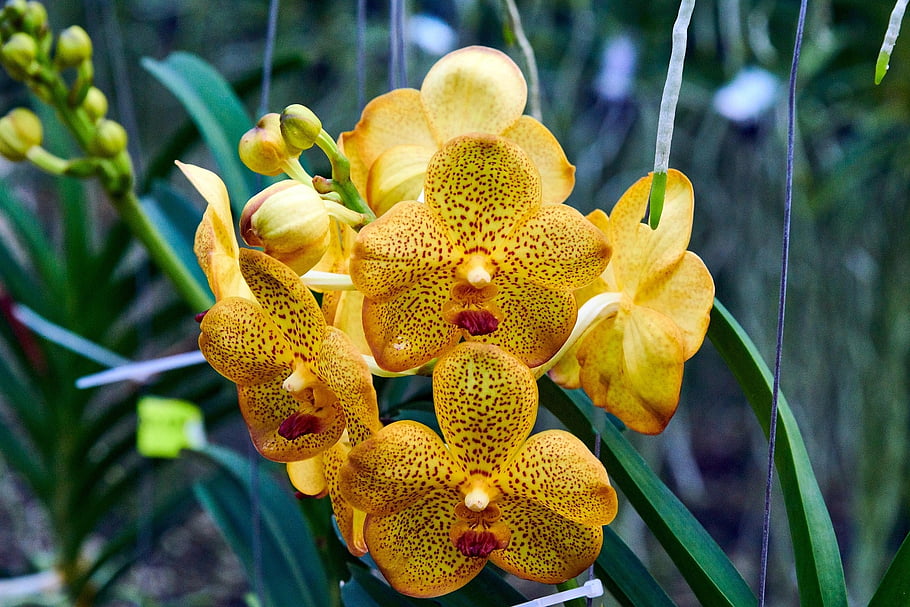 orchidej, květ, rostlina, exotický, tropický