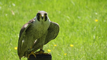 kuş, falco peregrinus, şahin, doğa, Alaca şahin, falco, yırtıcı hayvan, yırtıcı kuş, doğancılık
