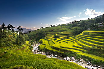 aerial photography, rice field, lush green, rice terraces, hillside, flowing stream, outdoor, daylight, natural landscape, agricultural scenery, terraced fields