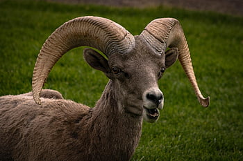 pecore bighorn, montone, animale, pecora, grande corno, mammifero, natura, selvaggio, corna, avvicinamento, abbronzatura