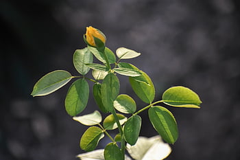 rose Bud, yellow Rose, rose, bud, nature, flower Wallpaper, flower Background, flower, beautiful Flowers, rose Flower, spring