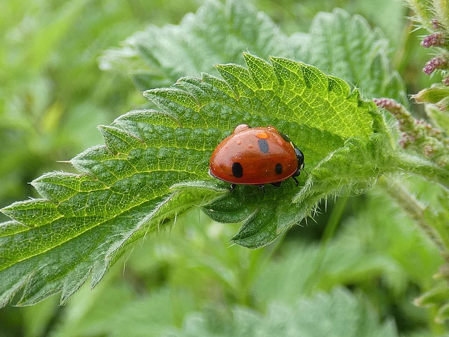 ladybug, bug, insect, invertebrate, leaf, plant, environment, nettle, nature, closeup