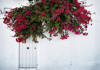 bougainvilleas, zářivá růžová, bílé zdi, vejer de la frontera, Španělsko, červené listy, zelené listy, květinový displej, venkovní scénu, architektonický detail, kvetoucí květiny