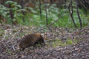 echidna, short-beaked Echidna, monotreme, mammal, egg-laying Mammal, tachyglossus Aculeatus, spiny Anteater, spiky, prickly, nature, outdoors