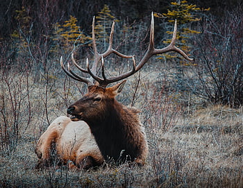 elk, canada, deer, wildlife, nature, antlers, animal, moose, mammal, wild, outdoors