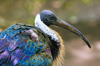 นก, โรงแรมไอบิส, Spiny Ibis, นกวิทยา, สายพันธุ์, สัตว์, ธรรมชาติ, จะงอยปาก, เครื่องแต่งตัว