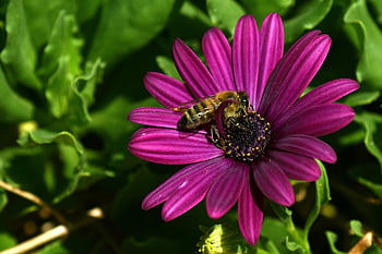 květ, včela, opylování, nachový, hmyz, rostlina, zahrada, fialový, Příroda, kompozitů, asteraceae