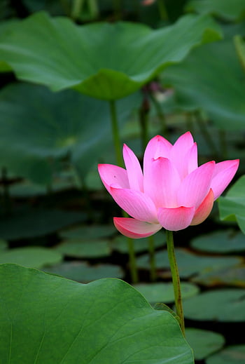 rosafarbene Lotosblume, lebendiger rosa Lotus, Lotus in Blüte, üppige grüne Blätter, natürlicher Lebensraum, Nahaufnahme Lotus, pinke Blume, grüne Blätter, Lotus Blume, blühender Lotus, natürliche Umgebung