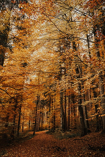 podzimní listí, Schwangau Německo, lesní stezka, pulzující podzim, oranžové listy, klidná krása, vysoké stromy, lesní scenérie, podzimní les, německý les