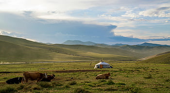 vacas, campo de hierba verde, Paisaje mongol, pastoreo de ganado, yurta tradicional, vasto cielo azul, paisaje sereno, escena rural, vista pastoral, paisaje del campo, animales de pastoreo