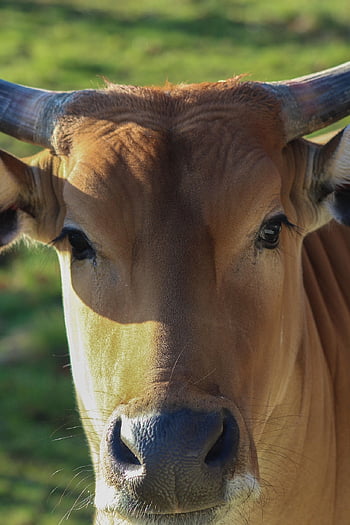 cow, cattle, animal, mammal, farm, pasture, livestock, ranch, bovine, nature, zoo