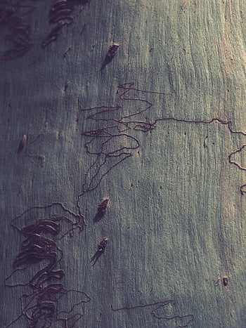 tree bark, textured bark, natural patterns, subtle colors, detailed focus, intricate textures, resin on bark, tree texture, natural bark, bark patterns, tree surface