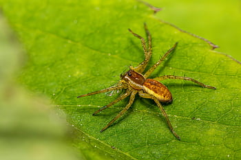 แพแมงมุม, แมลงจำพวกแมลงมุม, Arachnology, แมลง, ใยแมงมุม, สัตว์, น่าขนลุก, กลัว, แมโคร, ธรรมชาติ, นักล่า