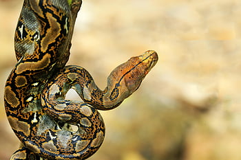 Python, netgekoppelde python, detailopname, ingewikkelde patronen, Natuurlijke camouflage, gedetailleerde weergave, slang, dieren in het wild, reptiel, dier, natuur